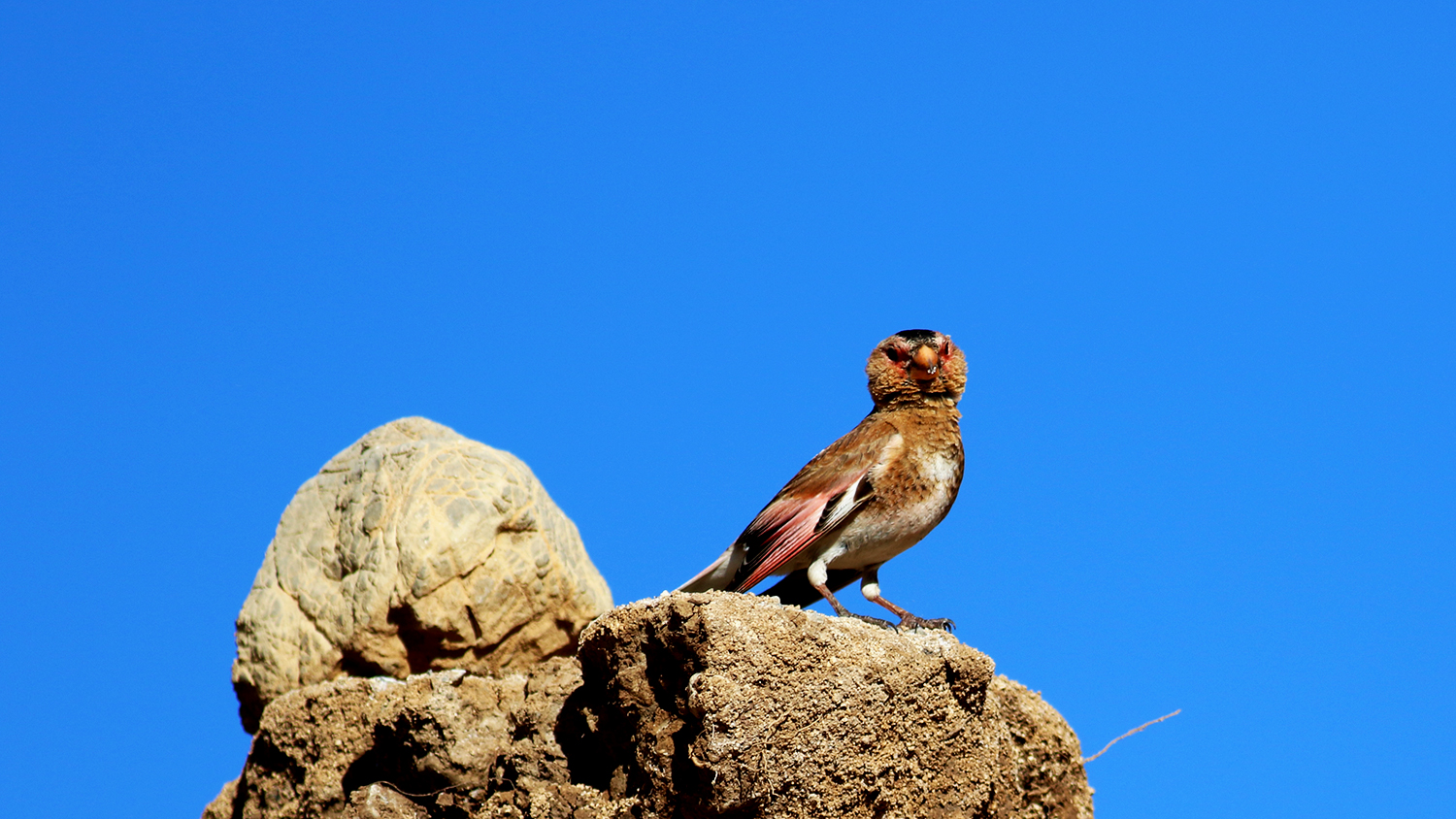 Crimson-winged Finch